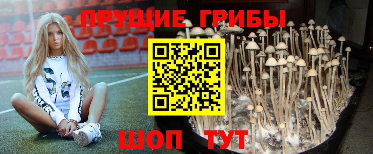 Псилоцибиновые грибы Psilocybe Канаш